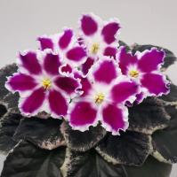 ЕК-Мармеладные Ромашки (стандарт) (л/ук) - код Ф480