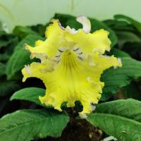 DS-Цыпленок (дет) - код С088