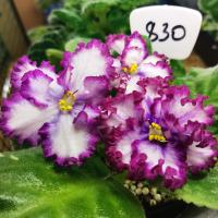 АВ-Навсегда (стандарт) (л/ук) - код Ф830