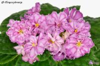 Ф-Поцелуйчики (стандарт) (л/ук) - код Ф1054 **