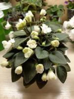 ЛЕ-Жемчужинка (трейлер) (л/ук) - код Ф317 ЛЕ-Жемчужинка (трейлер) (л/ук) - код Ф317