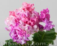 DS-Love (Ароматный) (дет) - код С106