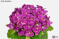 Jolly Bambino (миниатюра) (л/ср) - код Ф506 **