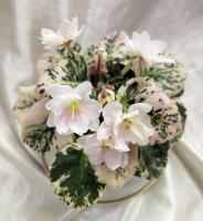 Rob's Sugar Cube (миниатюра) (л/ук) - код Ф351