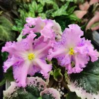 НД-Кульбит (стандарт) (л/ук) - код Ф163