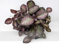 Thad's Homemaid Wine (сталон срез) - код Э015