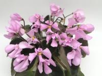 Wesley's Bubblegum Cloud (миниатюра) (л/ср) - код Ф962