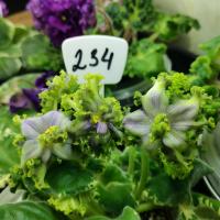 АВ-СнегоВиктор (стандарт) (новинка 2022) (л/ук) - код Ф234