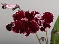 DS-Живое Пламя (дет) - код С006