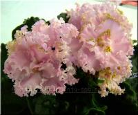 Ален-Скромное Обаяние (стандарт) (дет) - код Ф416 **