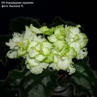 ЕК-Изумрудное кружево (стандарт) (л/ук) SP/л - код Ф247 **