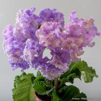 DS-2339 (Новинка) (дет) - код С016