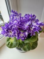 RIV-Оле Лукойе (стандарт) (л/ук) - код Ф1032