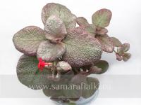 Dixie's Sweet Sugar (сталон срез) - код Э055