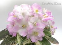 НЛ-Соломия (миниатюра) (л/ср) - код Ф698