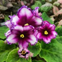 KZ-Джек Воробей (стандарт) (л/ук) - код Ф490