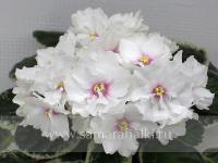 ПТ-Ниль (стандарт) (л/ук) - код  Ф510