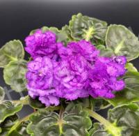 АВ-Я Покажу Вас Розам (стандарт) (новинка 2022) (л/ук) - код Ф241