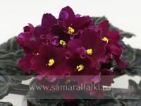 Optimara Pennsylvania (стандарт) (л/ук) - код Ф978