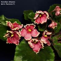 Колибри (стандарт) (л/ук) - код Ф530 **