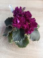 АВ-Волнующее Прикосновение (стандарт) (л/ук) - код Ф475