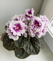 RIV-Огненный Шторм (стандарт) (л/ук) - код Ф321