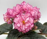 СН-Вальс Цветов (стандарт) (л/ук) - код  Ф298 **