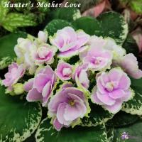 Hunter’s Mother Love (стандарт) (л/ук) - код Ф554