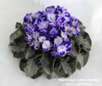 Harmony's Little Stinker (листовая химера-стандарт) (п/ук) - код Ф193