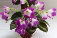 SimSim Magic Bells (миниатюра) (л/ср) - код Ф105