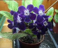 Dale's Polar Sapphire SP (Миниатюрный сорт)  (дет) - код С123