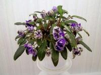 ЛЕ-Rose Noire (трейлер) (л/ук) - код  Ф316 ЛЕ-Rose Noire (трейлер) (л/ук) - код  Ф316