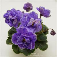 Milady (миниатюра) (л/ук) - код Ф348