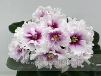 KZ-Алия (стандарт) (л/ук) - код Ф749