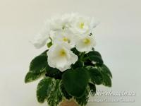 Н-Акулина (миниатюра) (дет) - код Ф917 **