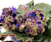 РС-Атолл (стандарт) (л/ук) - код Ф177