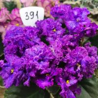 Ф-Сказка на Ночь (стандарт) (л/ук) - код Ф391