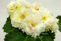 НД-Тайна (стандарт) (л/ук) - код Ф856