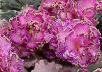 ТФ-Шапито (стандарт) (л/ук) - Ф897