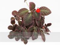 НиКа-Масленица (сталон срез) - код Э019