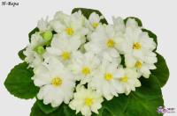 Н-Вера (миниатюра) (л/ср) - код Ф887