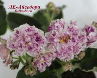 ЛЕ-Айседора (стандарт) (л/ук) - код Ф142 **