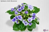 Optimara Little Moonstone (миниатюра) (л/ук) - код Ф170