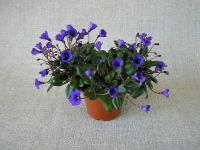 Senk's Fruit Fly (микро-трейлер) (л/ук) - код Ф970 Senk's Fruit Fly (микро-трейлер) (л/ук) - код Ф970