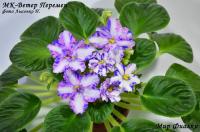 МК-Ветер Перемен (стандарт-химера) (п/ук) - код Ф141