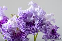 DS-2375 (Новинка) (дет) - код С126