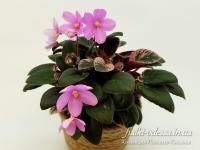 Adeara (трейлер) (л/ук) - код Ф009 Adeara (трейлер) (л/ук) - код Ф009