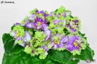 Ф-Эпатаж (стандарт) (л/ук) - код Ф515