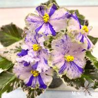 Н-Эхо Радуги (миниатюра) (л/ср) - код Ф867