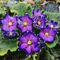 РМ-Сон Бабочки (стандарт) (л/ук) - код Ф023